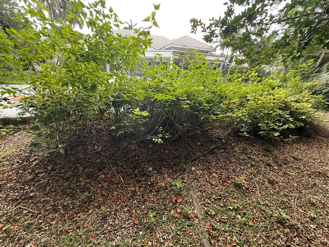 After — Estate vegetation cleanup & exterior restoration