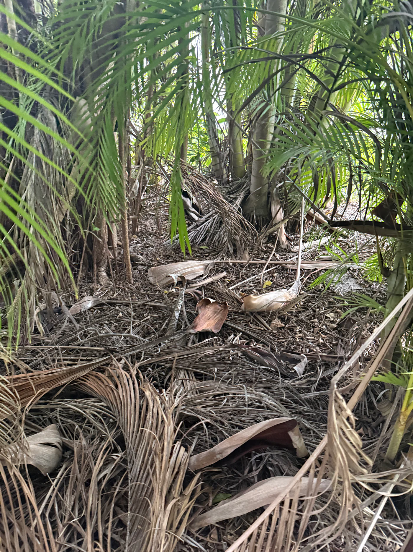 Estate vegetation cleanup & exterior restoration — Palm Beach Gardens